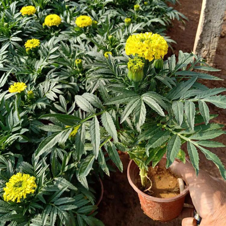 我苗圃批发 孔雀草 青州孔雀草