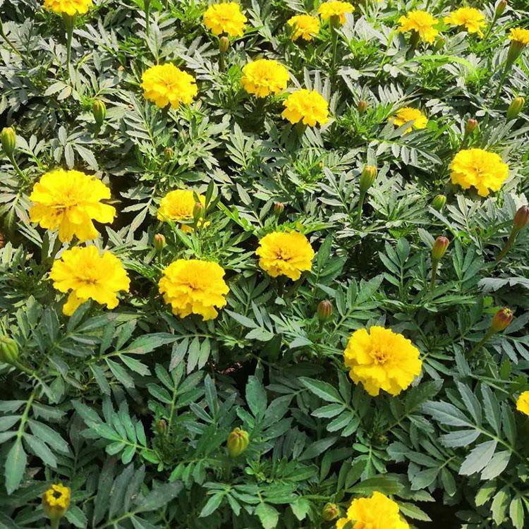 基地供应 孔雀草 山东孔雀草
