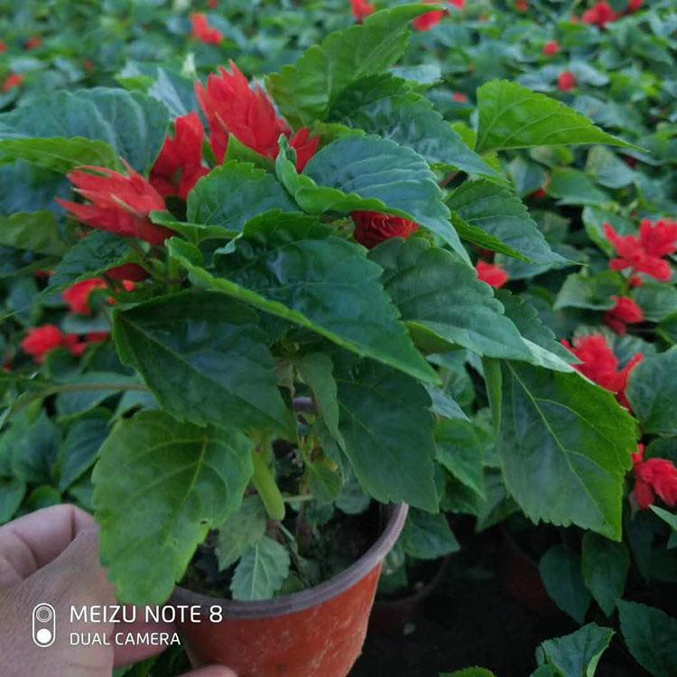 价格从优 山东一串红盆栽 一串红种植