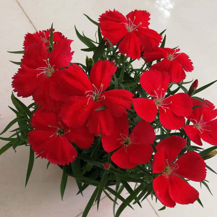 杂交石竹 价格从优 杂交石竹价格