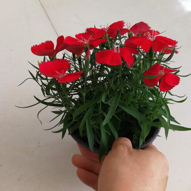 我苗圃批发  石竹 石竹行情