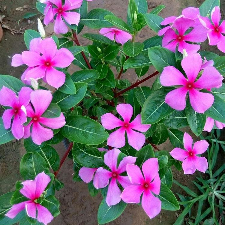 天天开 量大优惠 山东长春花报价