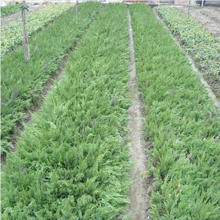 绿化苗木供应 侧柏树苗批发价格 青州侧柏树苗