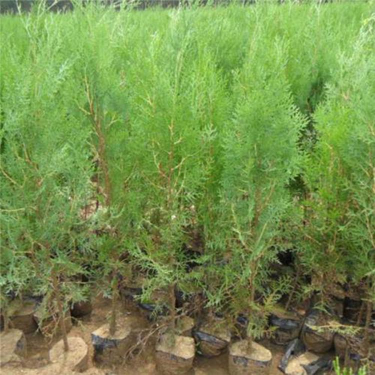 侧柏树苗 价格实惠 侧柏树苗报价
