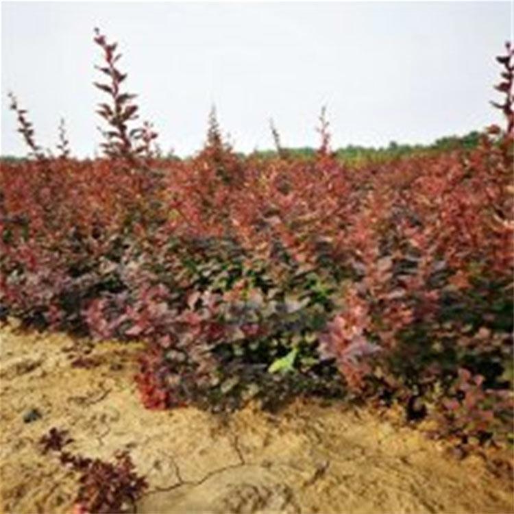 红叶小檗苗 量大优惠 红叶小檗苗种植基地