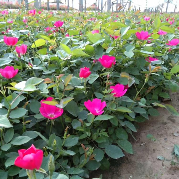 丰花月季 青州月季基地批发 腾骏花卉