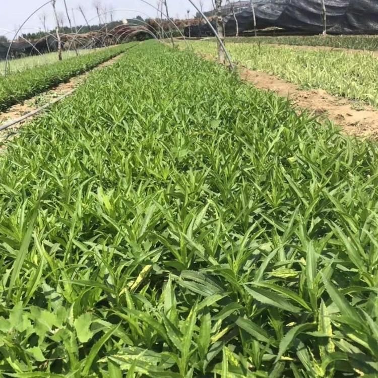 假龙头种植基地 产地供应 青州假龙头
