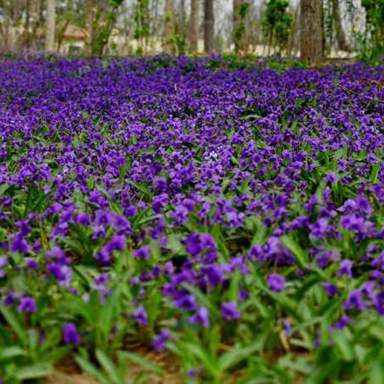 青州宿根花卉价格  紫花地丁种植  花卉供应