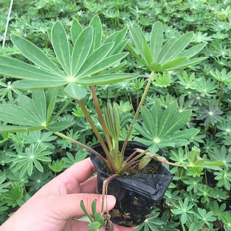 宿根花卉供应 鲁冰花批发 山东鲁冰花