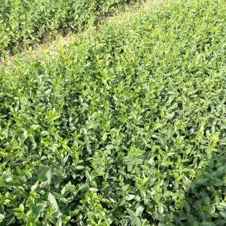 小叶扶芳藤价格  基地直销小叶扶芳藤 量大从优