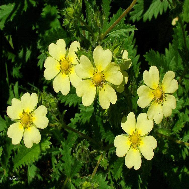 青州基地直销五叶委陵菜 五叶委陵菜批发商