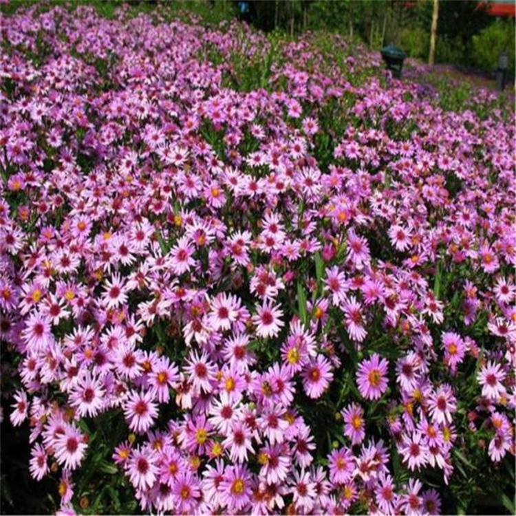 潍坊荷兰菊培育基地  荷兰菊量大从优  荷兰菊行情