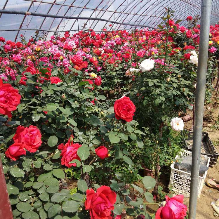 优良月季花苗 保质保量 月季花苗报价