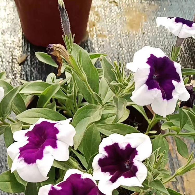 矮牵牛花 牵牛花种子 多年生草本 牵牛花批发报价