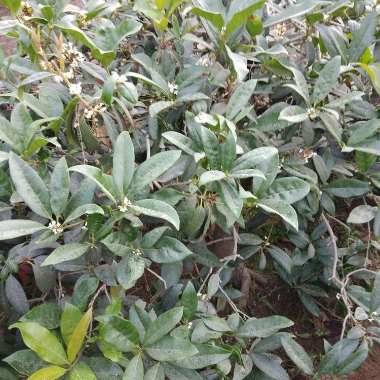 桂花批发商 绿化苗木基地出售桂花树 规格多种
