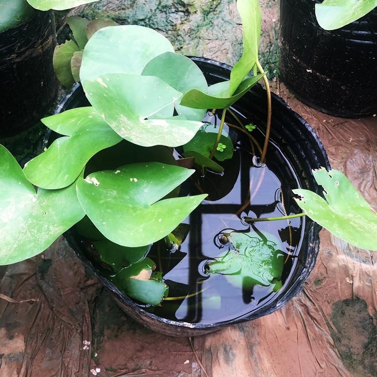 荷花 水生植物  荷花供应  荷花批发基地