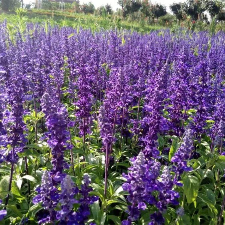 鼠尾草价格 鼠尾草种植基地 鼠尾草批发基地 雅尼