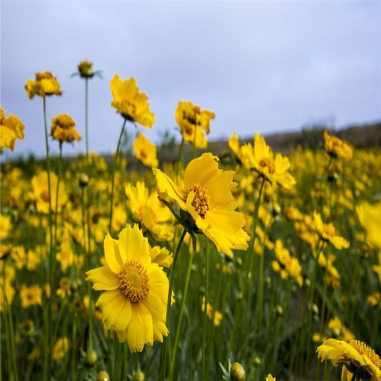 金鸡菊基地_大量供应金鸡菊_金鸡菊批发价格
