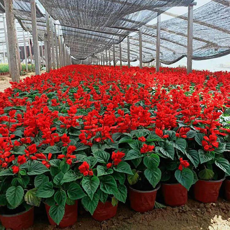 批量发售一串红 一串红种植基地 欢迎致电
