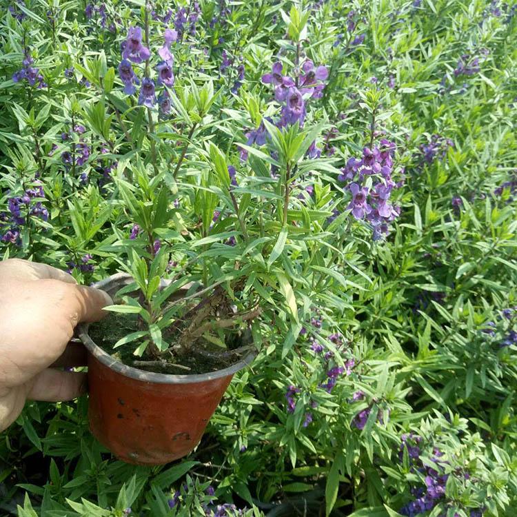 山东青州香彩雀 香彩雀种植基地 欢迎致电