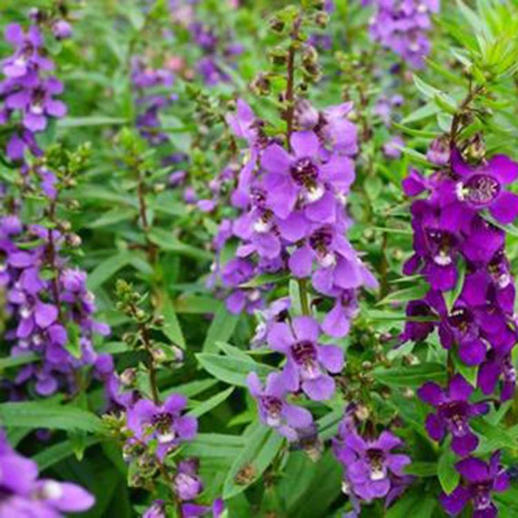 现货出售香彩雀 香彩雀种植基地 基地直销