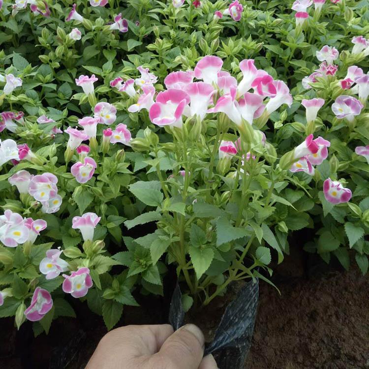江苏夏瑾 夏瑾批发报价 量大价优