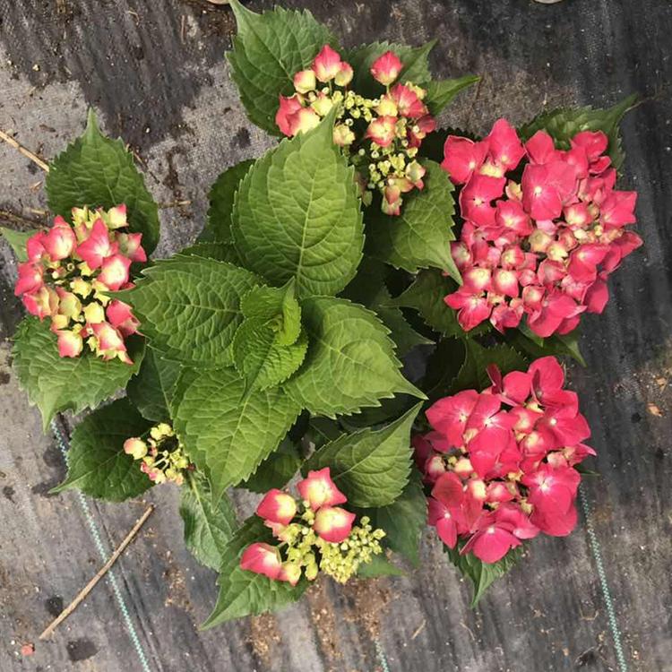 绣球花 八仙花 青州绣球种植基地 山东草花基地