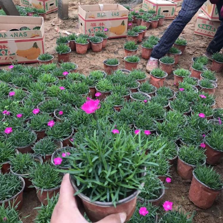 欧石竹供应欧石竹小苗欧石竹价格欧石竹种植基地欧石竹报价欧石竹批发