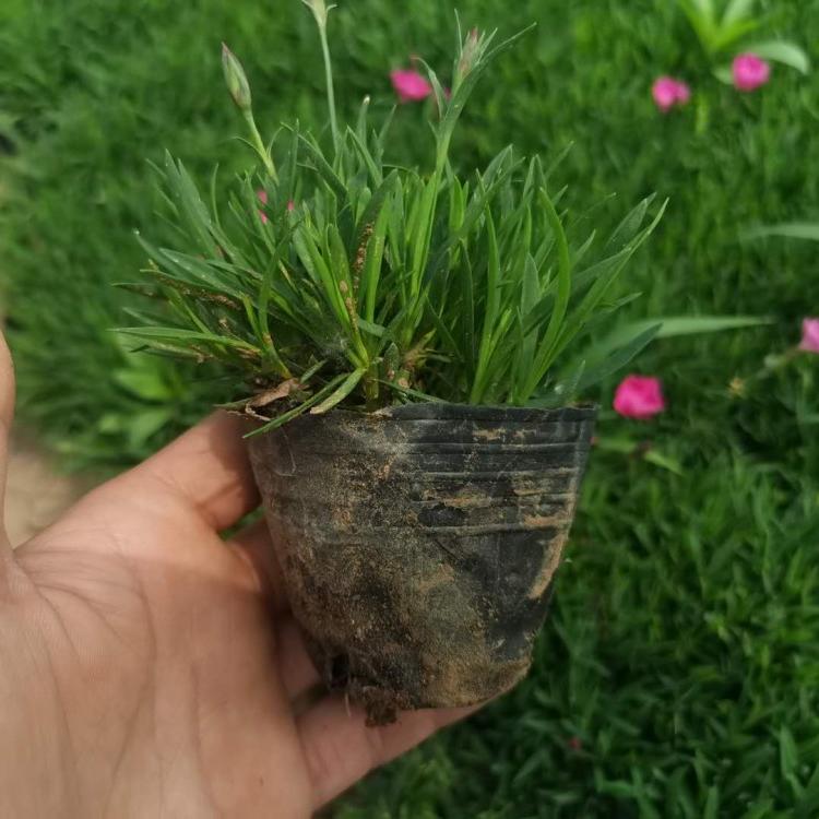优质欧石竹欧石竹价格欧石竹种植基地欧石竹报价欧石竹批发欧石竹供应欧石竹小苗