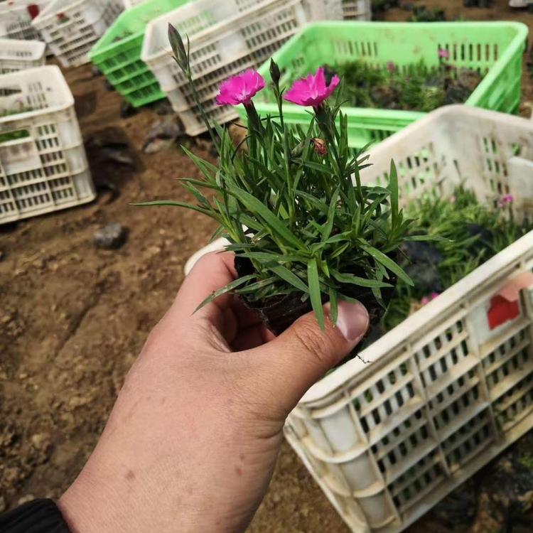 欧石竹价格欧石竹种植基地欧石竹报价欧石竹批发欧石竹供应欧石竹小苗