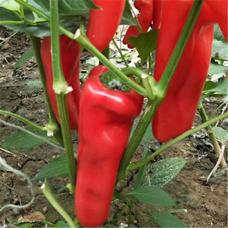 红辣椒苗  辣椒种苗  种苗基地  耐运输发货快