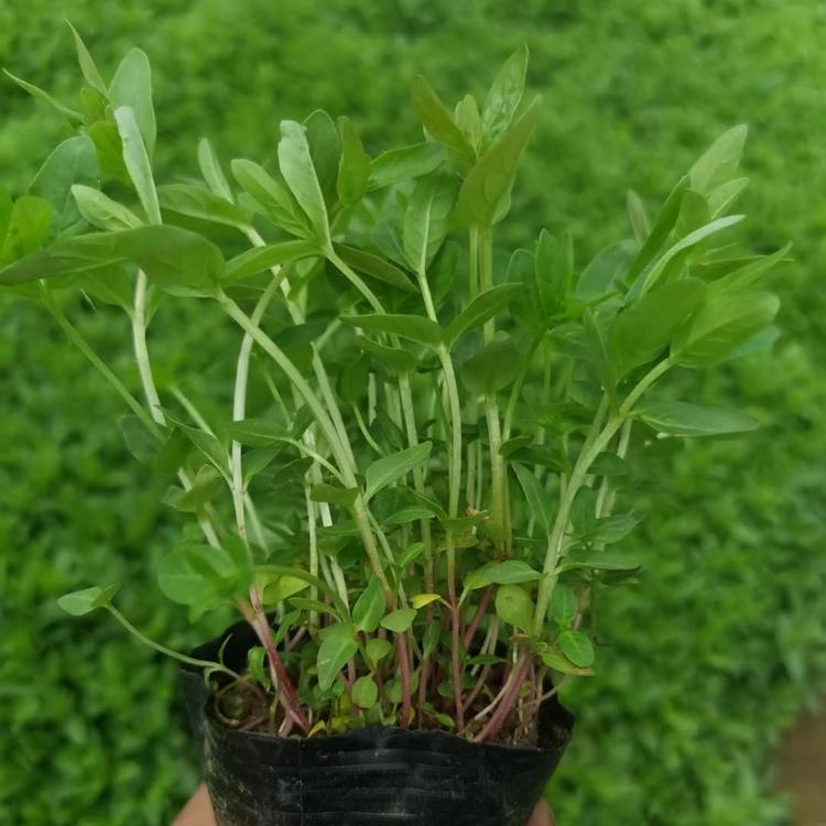千屈菜批发价格弘达园林千屈菜