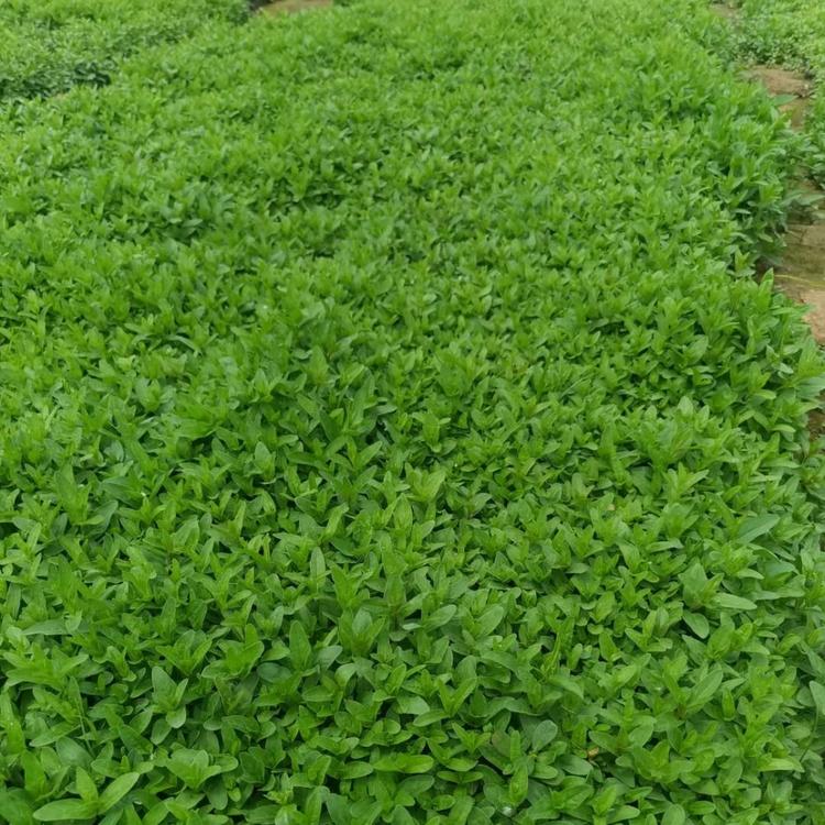 千屈菜价格千屈菜报价千屈菜种植基地千屈菜批发千屈菜供应千屈菜小苗