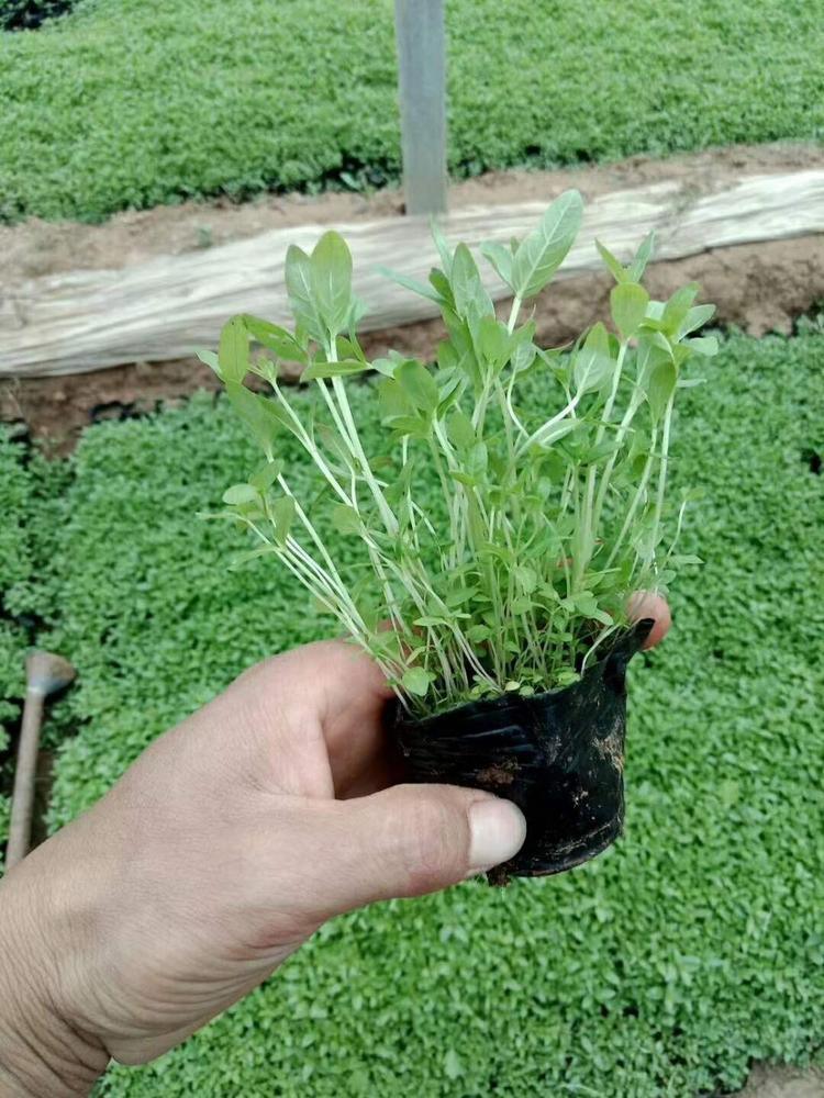 优质千屈菜千屈菜价格千屈菜报价千屈菜种植基地千屈菜批发千屈菜供应千屈菜小苗