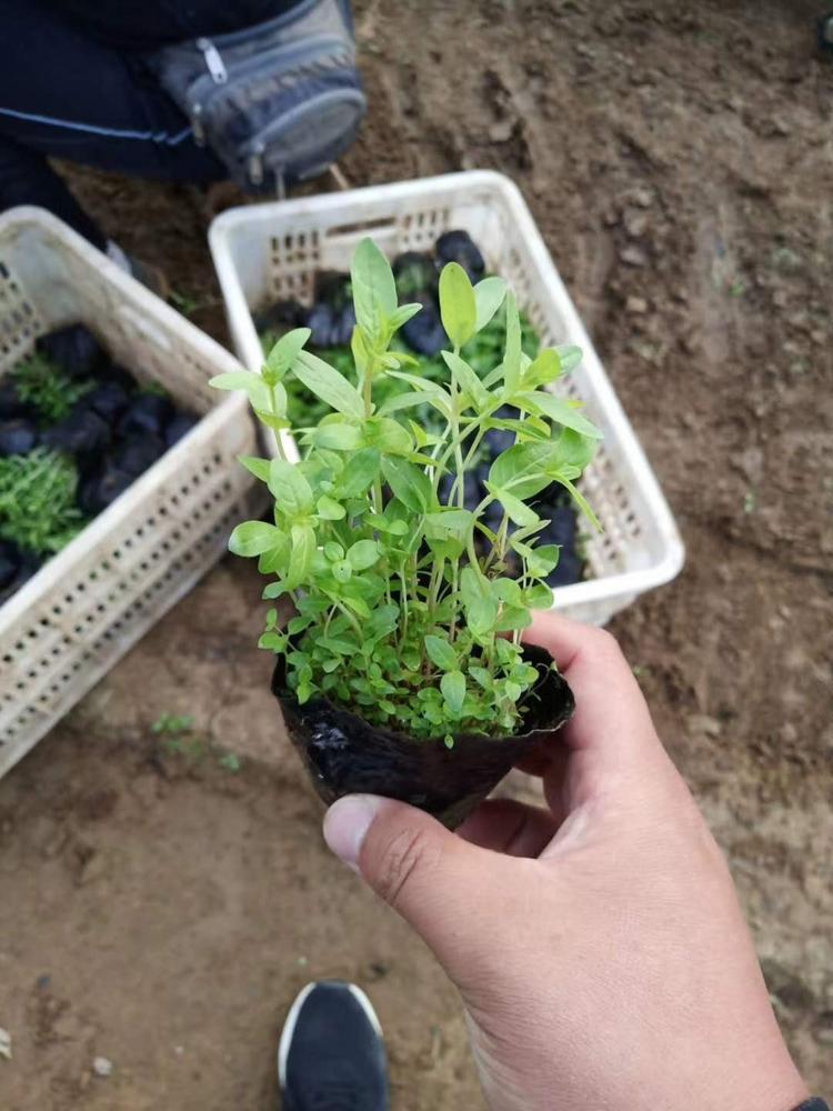 千屈菜批发价格 千屈菜基地直销 千屈菜小苗供应 千屈菜