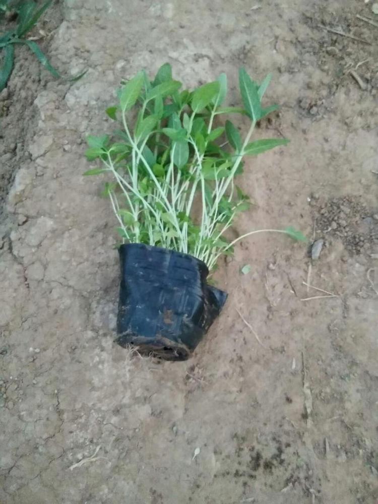 千屈菜价格 千屈菜小苗 水生千屈菜千屈菜