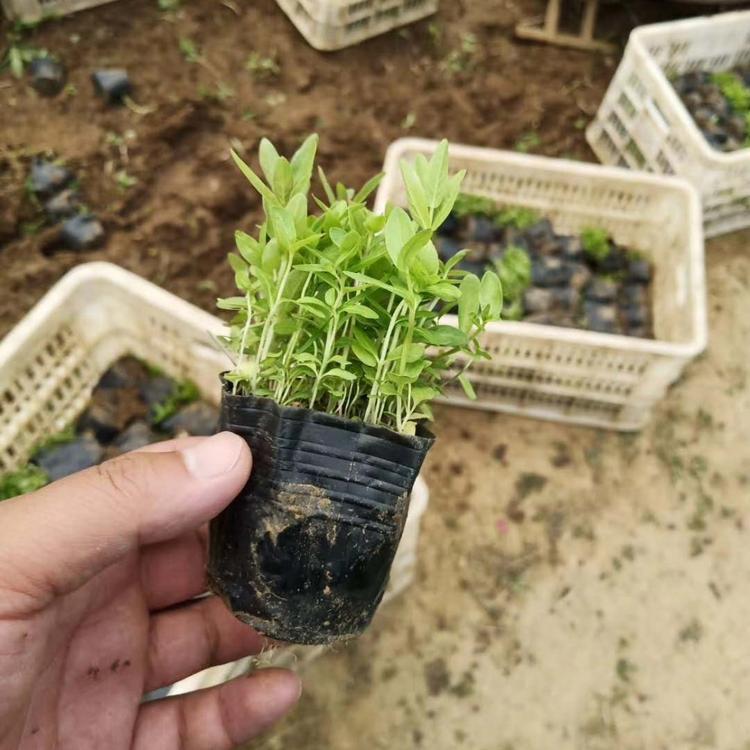 千屈菜