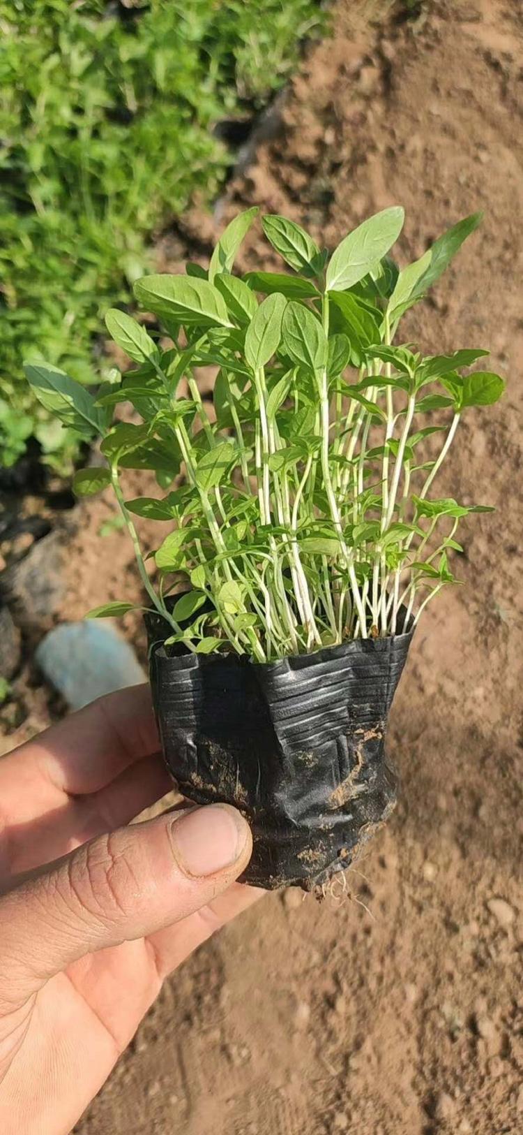 优质千屈菜千屈菜种植基地千屈菜批发千屈菜价格千屈菜报价