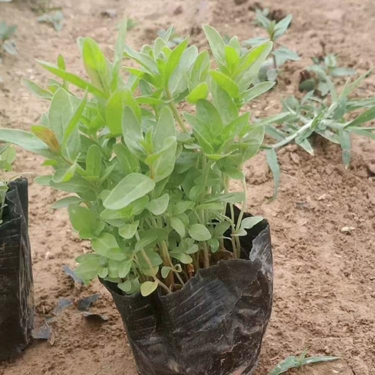优质千屈菜千屈菜供应千屈菜小苗千屈菜种植基地千屈菜批发千屈菜价格千屈菜报价