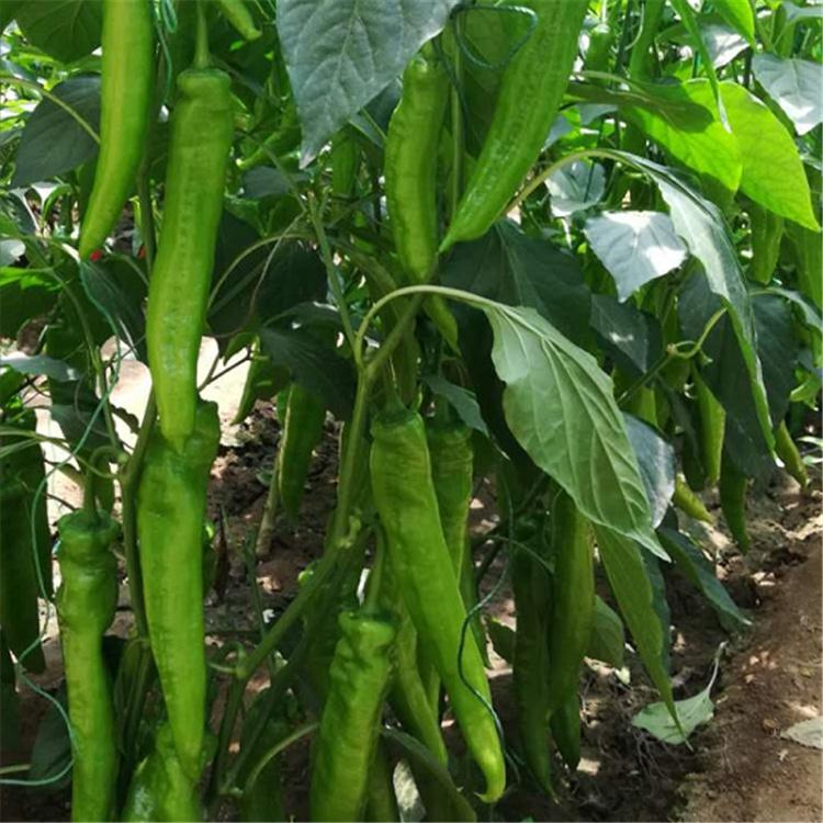 彩椒种苗 长势好 产量高 广辰 彩椒种苗价格便宜