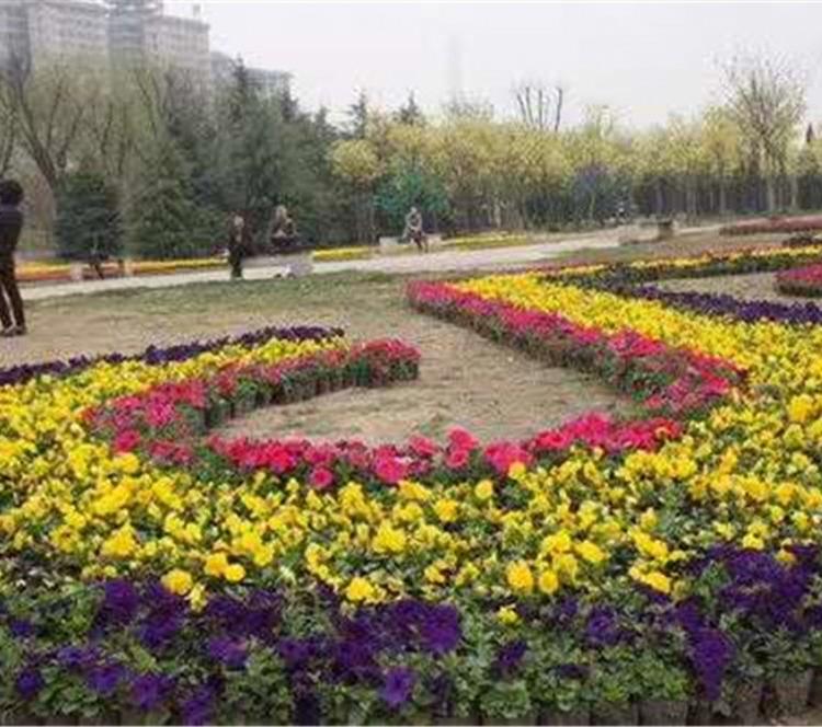 孔雀草种植基地大量出售孔雀草小苗 孔雀草批发报价  孔雀草种植基地