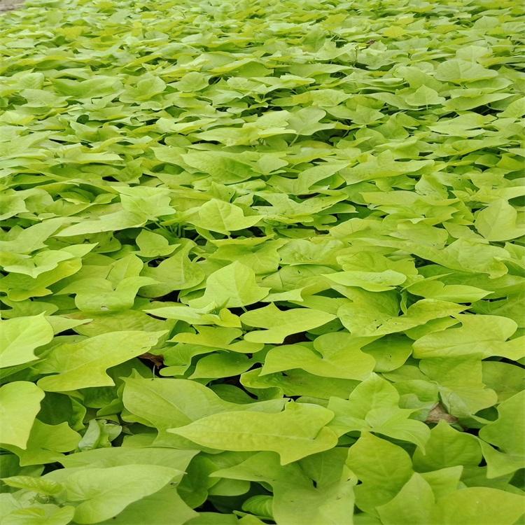 金叶薯基地优质金叶薯价格观赏植物黄金薯批发