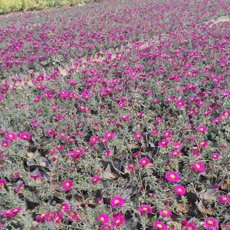 荷兰菊基地山东荷兰菊价格观赏草花荷兰菊批发