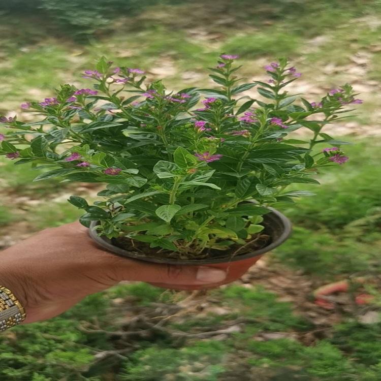 种植满天星 满天星价格 宿根花卉供应