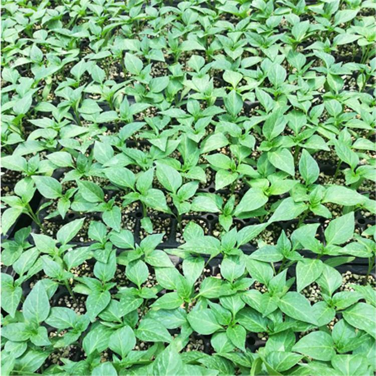 彩椒苗 灯笼椒种苗  广辰 温室种植长势好辣椒苗