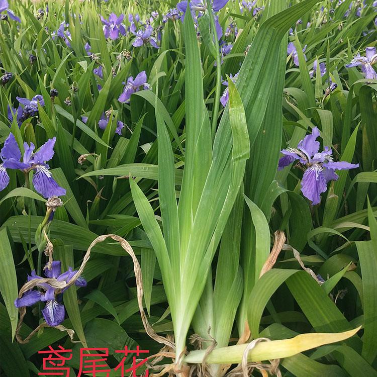 基地推荐 鸢尾苗基地 青州鸢尾苗