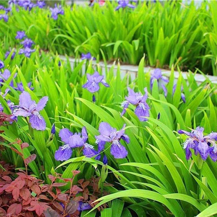 绿植鸢尾种植基地 批发基地 山东绿植鸢尾