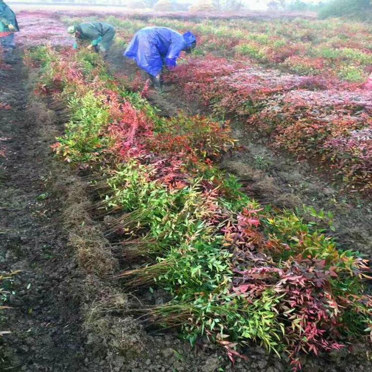 南天竹基地大杯南天竹价格山东南天竹供应绿化苗木南天竹批发商