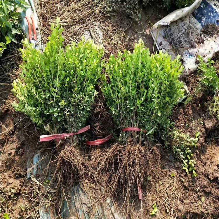 瓜子黄杨基地瓜子黄杨价格绿化工程苗木瓜子黄杨供应