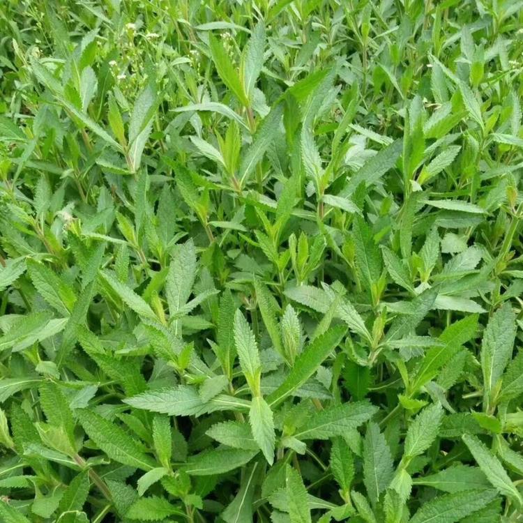 马鞭草批发马鞭草供应马鞭草报价马鞭草小苗马鞭草价格马鞭草种植基地